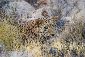 گرفتار شدن یک قلاده پلنگ در تله شکارچیان فاریاب