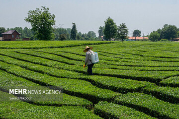 Iran’s tea exports up 48% in 8 months: official