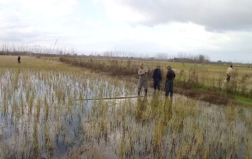 ممنوعیت شکار پرندگان وحشی در گیلان؛ ۴۲ رشته دام هوایی جمع آوری شد