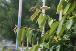 ورود موج اصلی بارش ها به هشتبندی هرمزگان