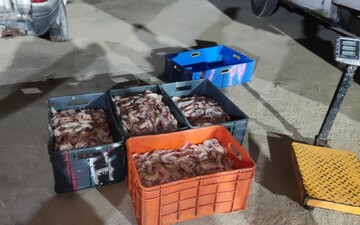 محموله میگوی ممنوعه در بوشهر کشف شد