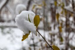 بارش شدید برف در نیشابور