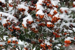 بارش برف در خانه زنیان شیراز