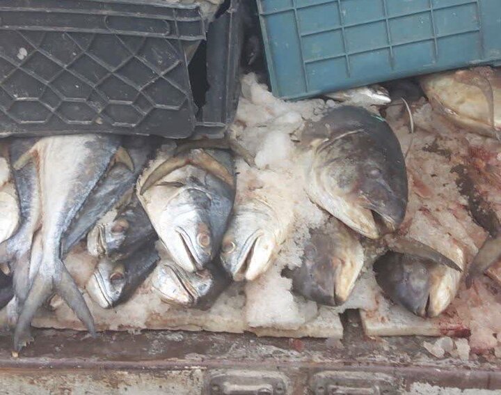 حمزهلوییان: یک هزار و ۱۰۰کیلوگرم گوشت ماهی غیر بهداشتی در اراک کشف شد حمزهلوییان: یک هزار و ۱۰۰کیلوگرم گوشت ماهی غیر بهداشتی در اراک کشف شد