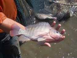 پرورش تیلاپیا اکوسیستم را تخریب می‌کند؛ مخالفت قاطع محیط‌زیست اصفهان