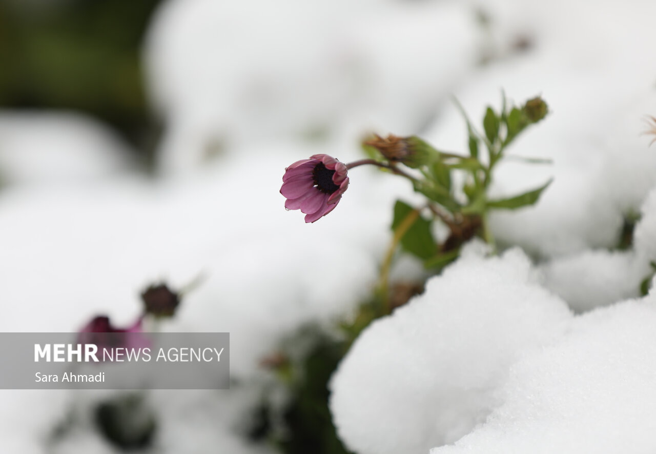 هشدار بارش‌های سیل‌آسا و افت شدید دما در ۱۵ استان کشور