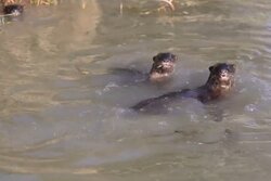 آب تنی سمورها در هورالعظیم