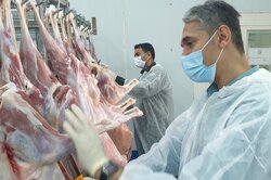 طرح ساماندهی کشتار دام در استان بوشهر اجرا شد