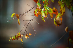 سامانه بارشی در راه خراسان جنوبی؛ تداوم سرمای شبانه