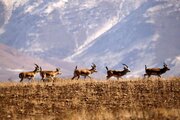 پاسخ رئیس سازمان محیط‌زیست به زمزمه‌های واگذاری اراضی پارک ملی موته