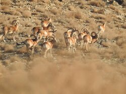 تصاویری از میش های وحشی در دماوند