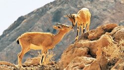 محیط زیست فیروزکوه: حیات‌وحش در زمستان به روستاها نزدیک‌تر می‌شود