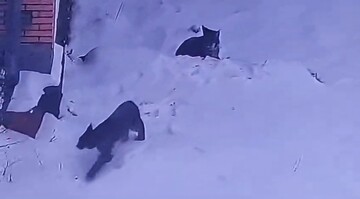 تصویربرداری نادر از دو قلاده سیاه‌گوش «لینکس» در طبیعت مهدیشهر