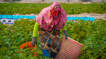 کاهش دما و خطر سرمازدگی برای مزارع و دام‌ها در هرمزگان