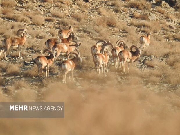 تصاویری از میش های وحشی در دماوند