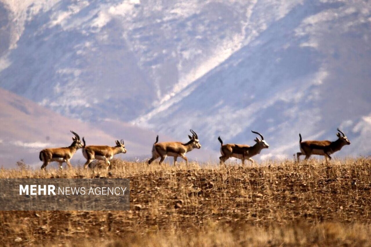 سرشماری گونههای شاخص حیاتوحش در زیستگاههای استان تهران آغاز شد
