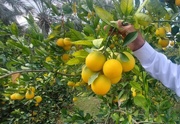 Iran’s Mazandaran exports 44k tons of citrus fruits in 8 mos