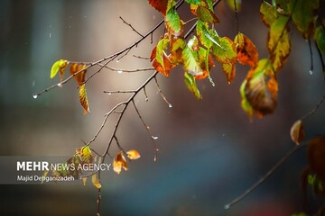 آخرین وضعیت جوی و بارش ها در ایلام