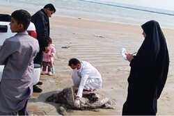 کشف لاک‌پشت دریایی تلف شده در سواحل کنارک