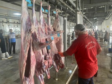 زنجیره سرد گوشت تا دورترین شهرستان‌های استان بوشهر