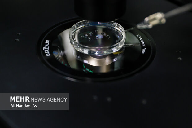 فریز و تعیین جنسیت جنین، راهکاری برای باروری هدفمند فریز و تعیین جنسیت جنین، راهکاری برای باروری هدفمند