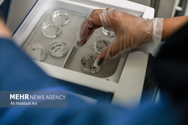 همهچیز درباره IVF؛ شانس موفقیت، هزینهها و واقعیتها