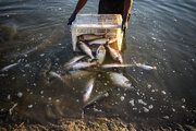 خوزستان رتبه دوم کشور در تولید ماهیان گرمابی را دارد