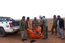 جمع‌آوری بیش از ۷۰ تله زنده‌گیری پرندگان در خاش و تفتان