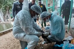 پایش بیماری آنفلوآنزای پرندگان در بوشهر انجام شد