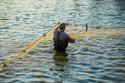 دستیابی ایران به فناوری اصلاح نژاد ماهی آزاد کاسپین؛ تولید اولیه ۲۰ تن
