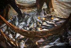 جهش کم‌سابقه صید ماهی در گلستان؛ افزایش ۳۸۸ درصدی در فصل صید امسال