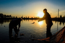آب بندان‌های پرورش ماهی آزادشهر