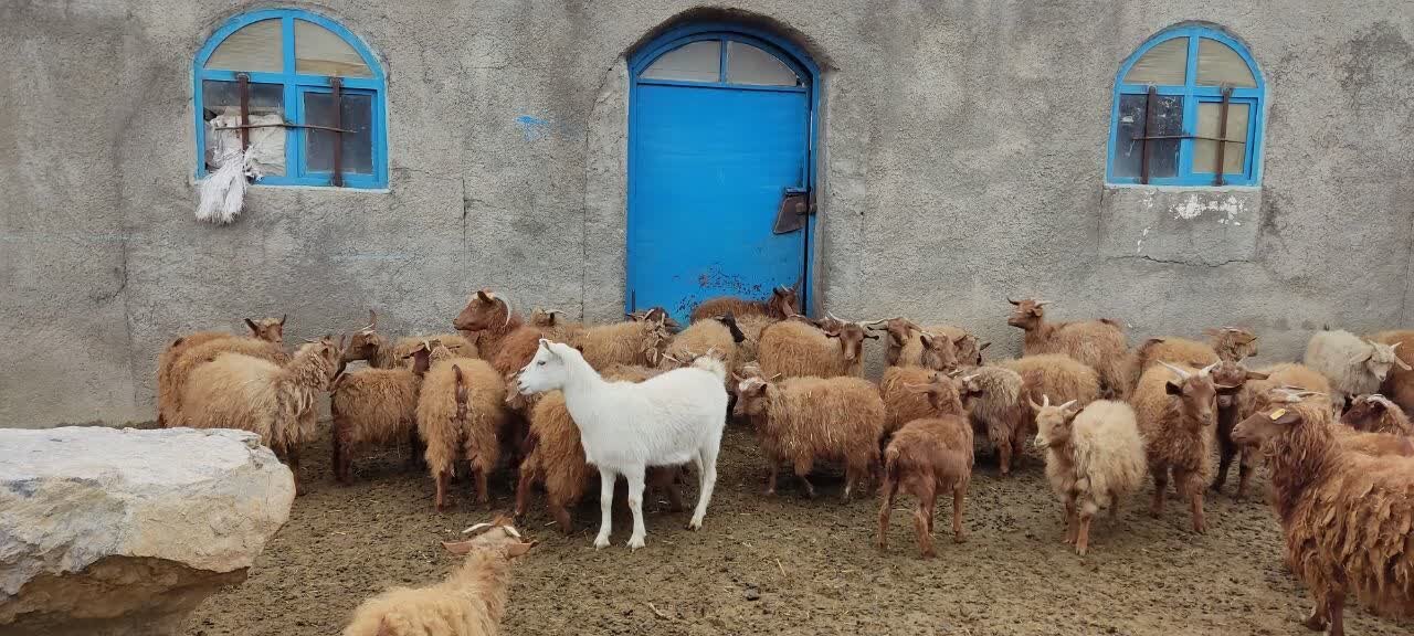 نجات «بز مرخز» از انقراض؛ احیای یک نژاد بومی با طعم اشتغال در دهگلان