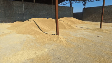 ۳۰ تُن جو قاچاق در قم کشف شد