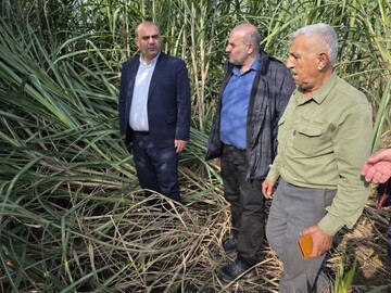 گلشن: لنگرود دارای ۷ هکتار سطح زیرکشت نیشکر است