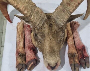 دستگیری شکارچیان متخلف و کشف لاشه گوسفند وحشی در شاهرود