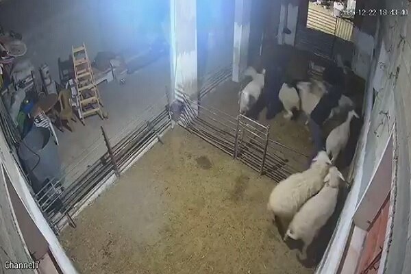 VIDEO: Settlers storm Palestinian family’s livestock in WB