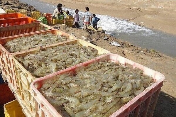 قطب میگوی ایران در مسیر خودکفایی؛ تکمیل زنجیره آبزی‌پروری در بوشهر