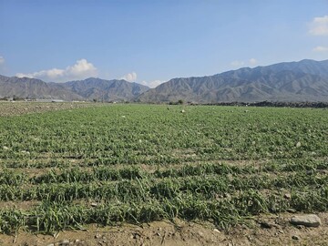 خسارت سیلاب و بارندگی به شش هزار هکتار از مزارع هرمزگان