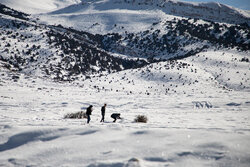 بارش برف دشت مشا دماوند را سفیدپوش کرد