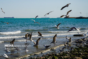 طريقة جديدة لحل المشاكل البيئية والاقتصادية في الخليج الفارسي