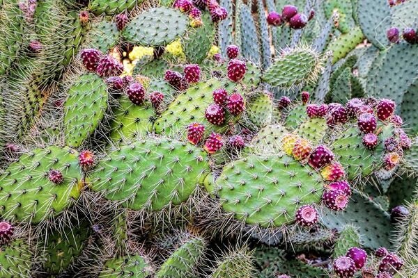 کشت مورینگا و اوپن‌تیا در زرآباد؛ الگوی نوین کشاورزی کم‌آب