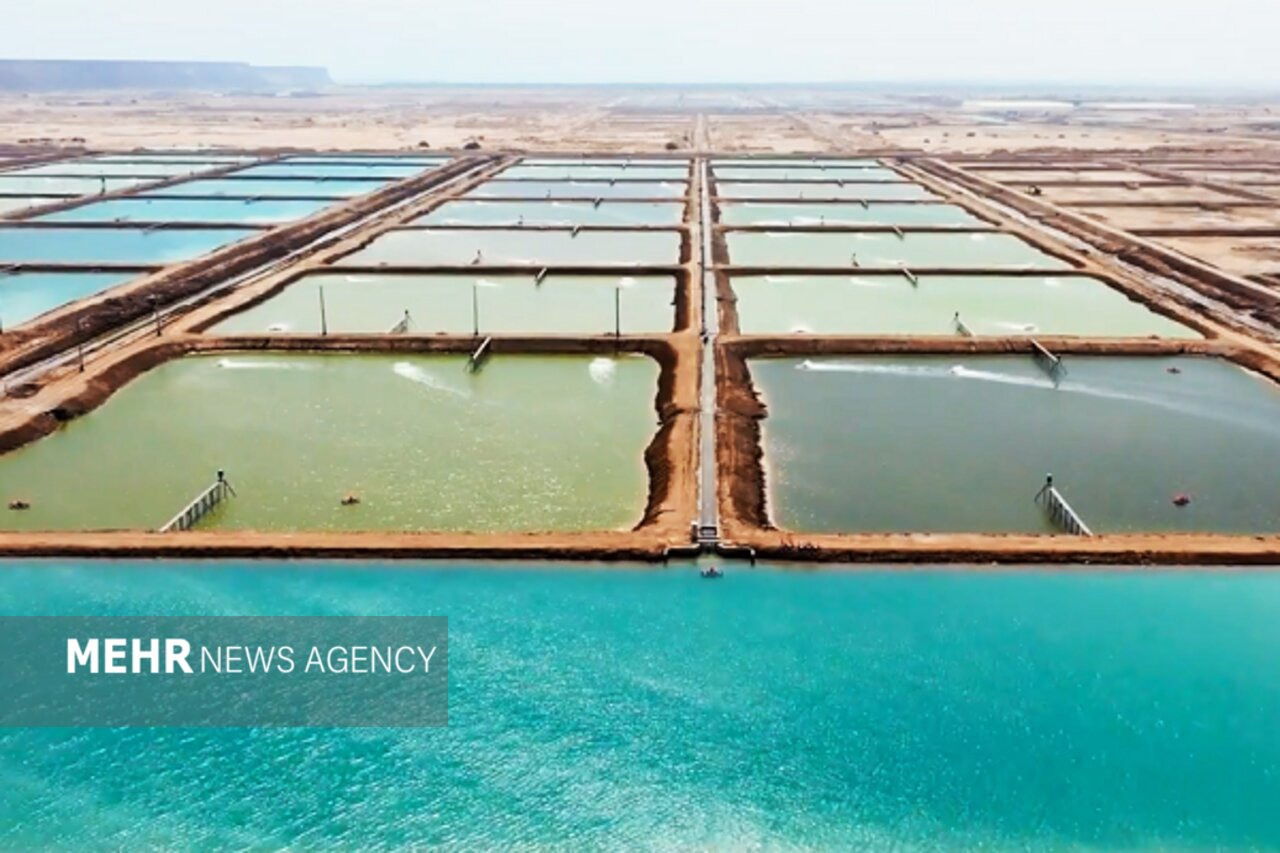 ميگو،توسعه،هكتار،ظرفيت،پرورش،ريال،نفر