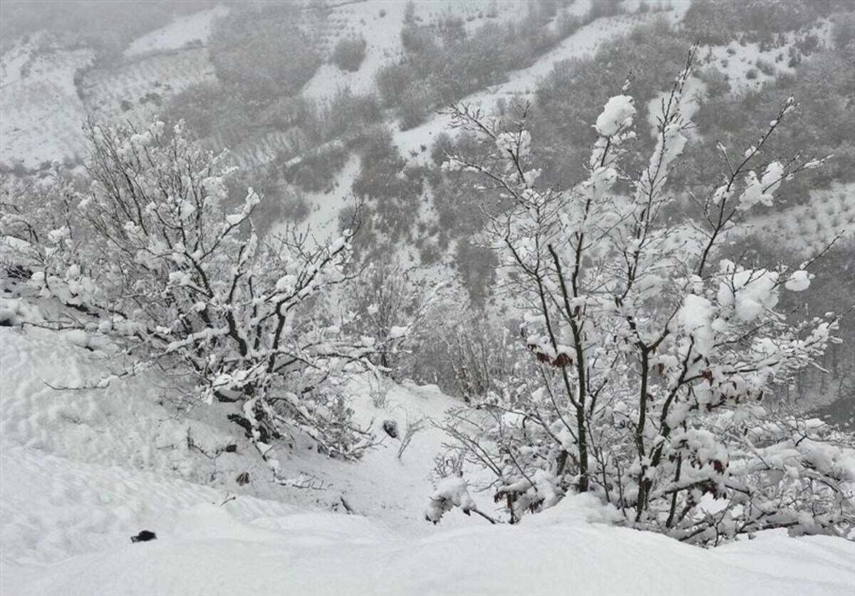 بارش زیبای برف در دهستان خورهه از توابع شهرستان محلات