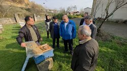 گلشن: حمایت از بخش خصوصی در توسعه زنبورداری گیلان ضروری است