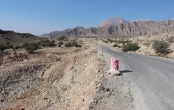 فرماندار دشتی: پروژه محور خورموج -  لاور تسریع شود