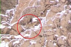 ثبت تصویر پلنگ ایرانی در ارتفاعات پارک ملی لار