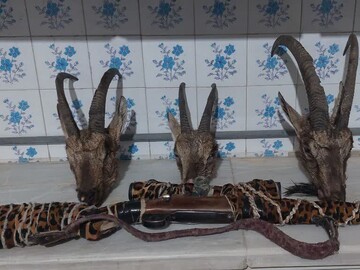 موسوی: سه شکارچی متخلف در اردکان دستگیر شدند