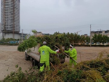 طوفان اخیر ۱۰۰۰ درخت و درختچه را در  قشم ریشه‌کن کرد