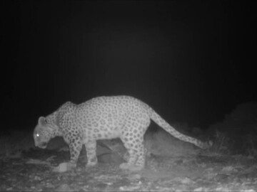 ثبت حضور پلنگ نر ایرانی در پناهگاه حیات‌وحش «کم‌کی» بهاباد